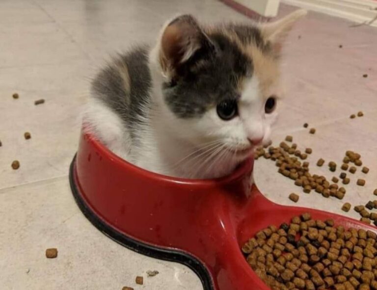 how much is the rogrand525 game on pc