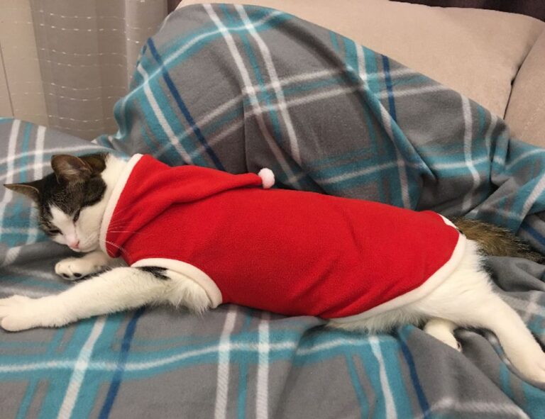 zg 91-565458 in food